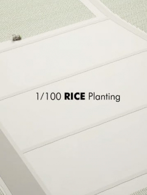 1/100 RICE Planting